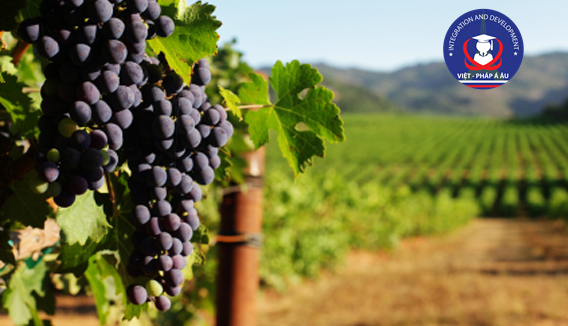 ngành kỹ thuật trồng nho và sản xuất rượu vang tại Pháp
